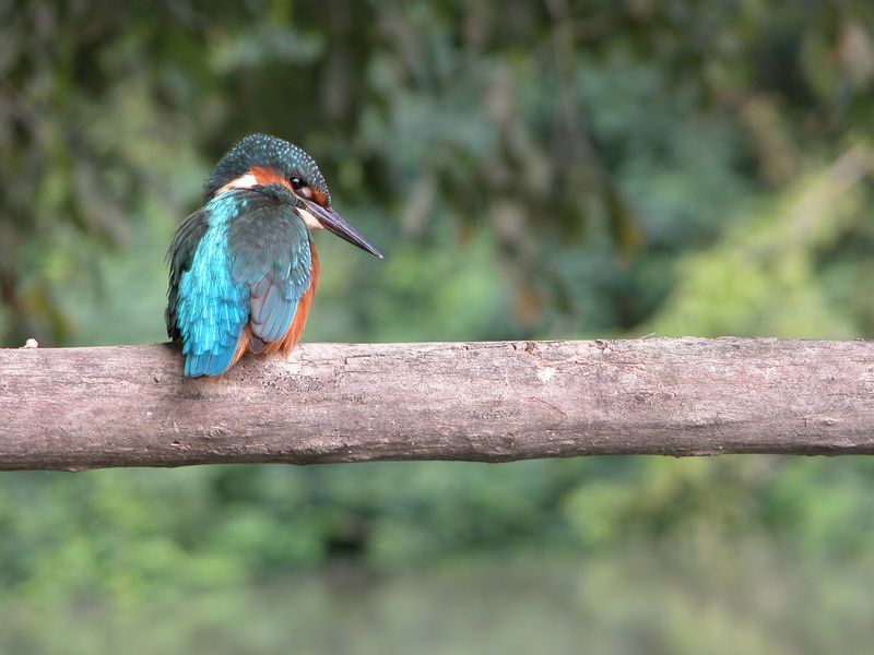 Martin pescatore nelle valli di Argenta (foto S. Stignani)